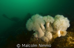 Plumose  colony off the coast of the Isles of Scilly  by Malcolm Nimmo 
